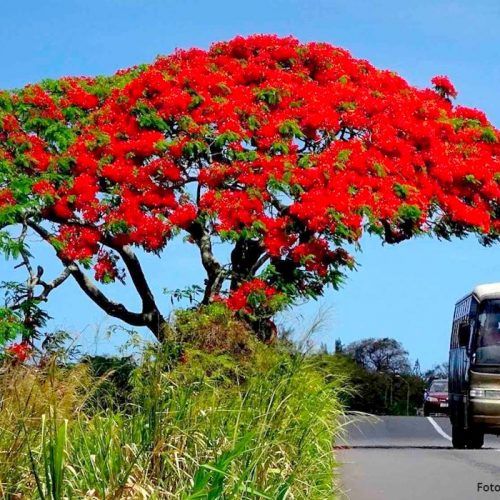 Transporte de Isla Mauricio